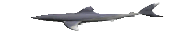 shark spin
